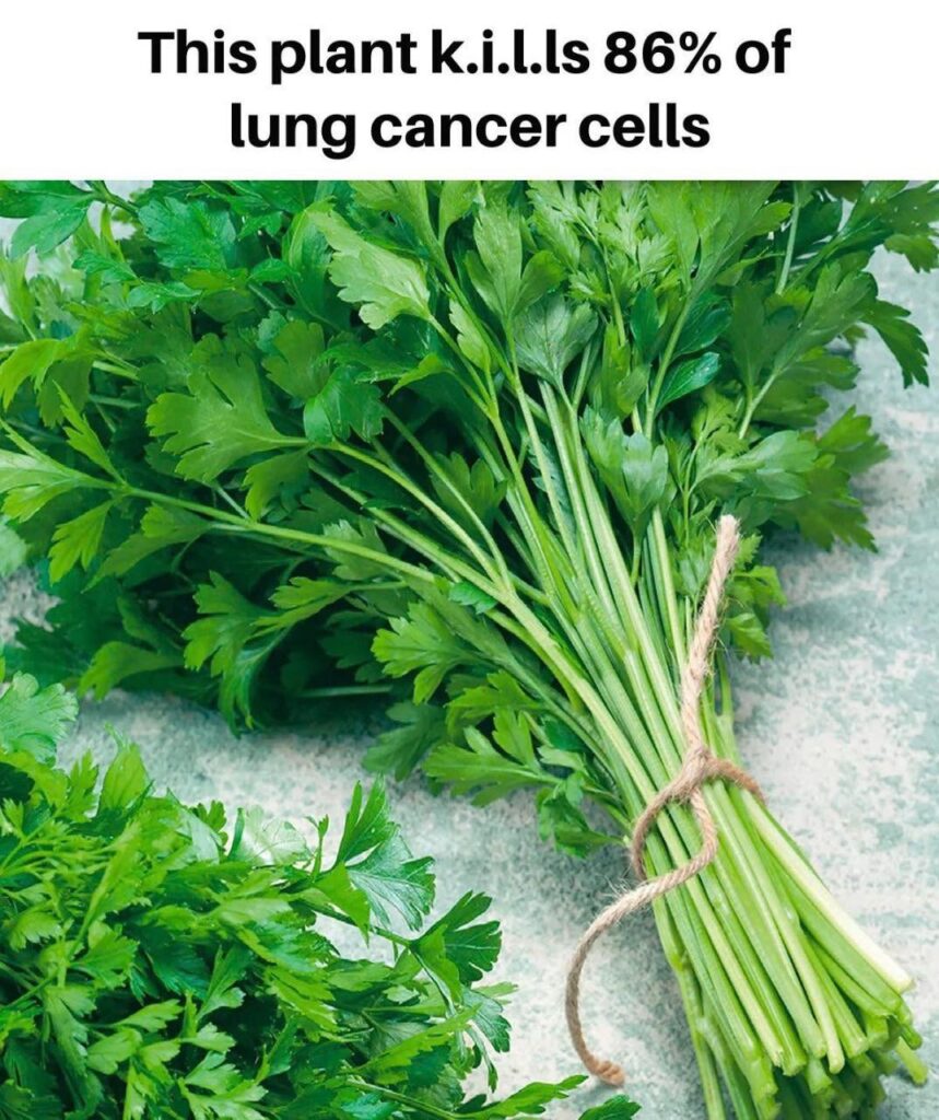 Sweet Wormwood Tea Recipe: Harness the Anti-Cancer Power of Artemisinin 2 Sweet Wormwood Tea